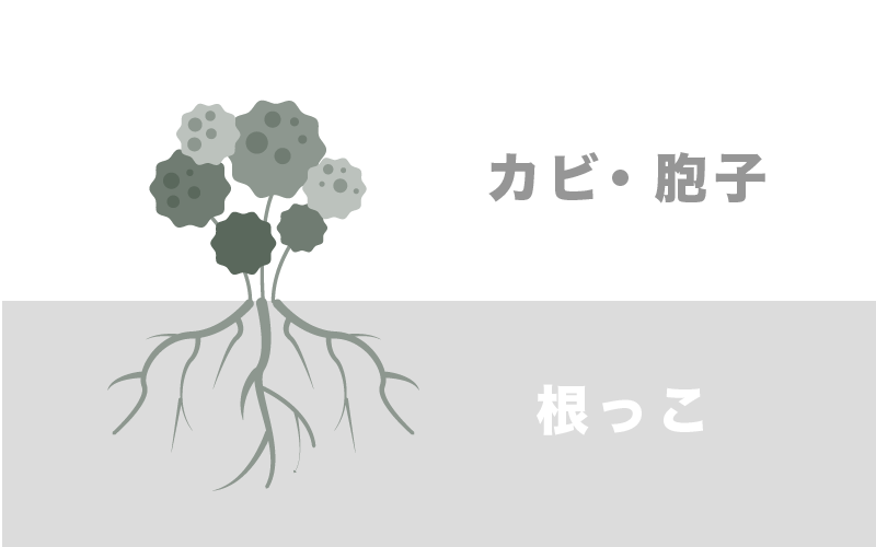 カビのイラスト